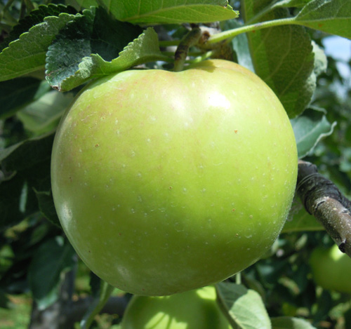 りんごの品種紹介 夏緑 なつみどり りんご大学