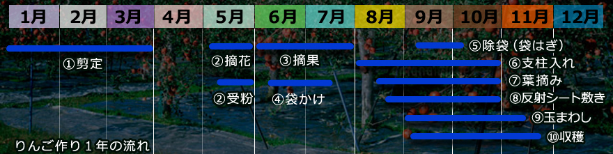 りんご栽培 作業 学ぶ りんご大学