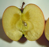 ブログ『蜜入りりんごを食べよう！』