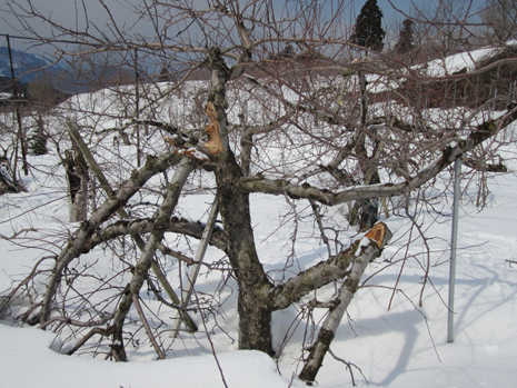 ブログ『2012年 豪雪によるりんごの雪害』
