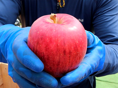 ブログ『りんご農家直伝！美味しいりんごの見分け方』