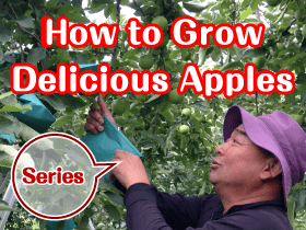 How to Grow Delicious Apples