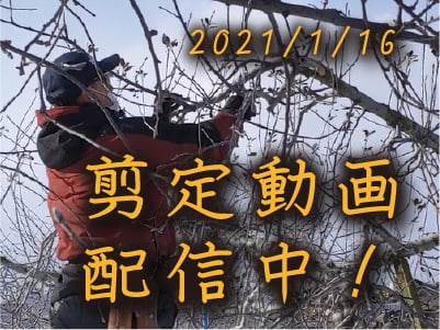 剪定動画配信中　バナー画像