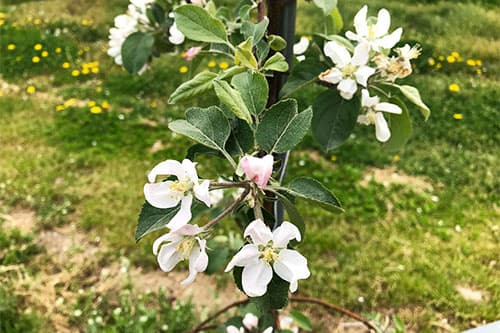 ブログ 開花（2年目） 画像