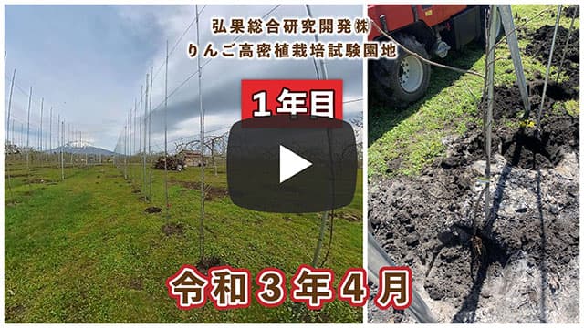 動画　りんご高密植栽培 定植1年目（令和3年4月定植） 令和3年4月 画像