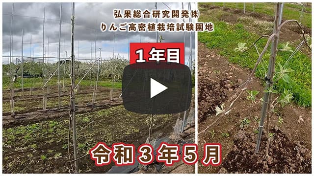 動画　りんご高密植栽培 定植1年目（令和3年5月定植） 令和3年5月 画像