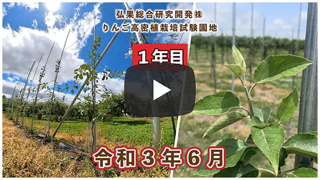 動画　りんご高密植栽培 定植1年目（令和3年6月定植） 令和3年6月 画像