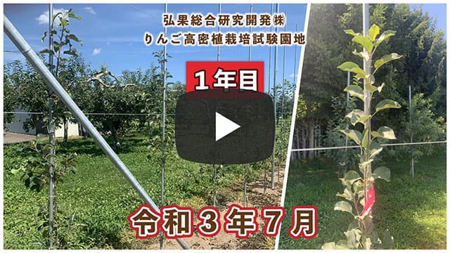 動画　りんご高密植栽培 定植1年目（令和3年7月定植） 令和3年7月 画像