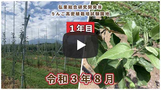 動画　りんご高密植栽培 定植1年目（令和3年8月定植） 令和3年8月 画像