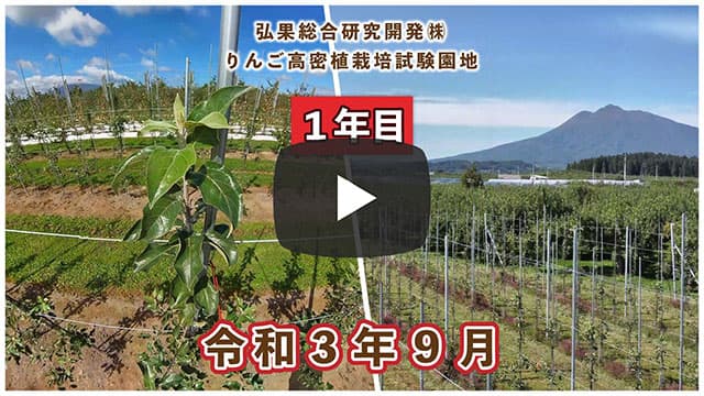 動画　りんご高密植栽培 定植1年目（令和3年9月定植） 令和3年9月 画像