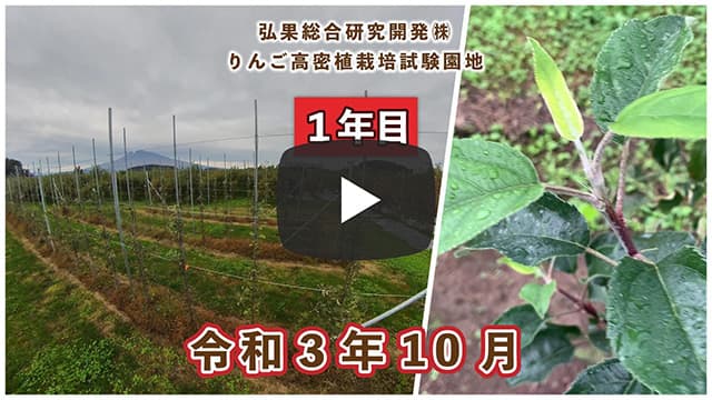 動画　りんご高密植栽培 定植1年目（令和3年10月定植） 令和3年10月 画像