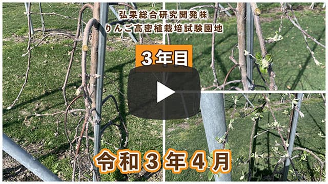 動画　りんご高密植栽培 定植3年目（令和元年4月定植） 令和3年4月 画像