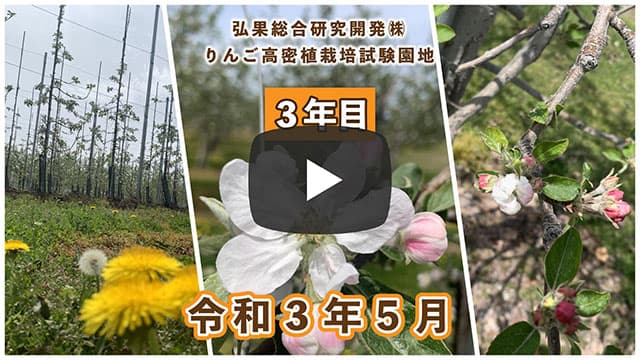 動画　りんご高密植栽培 定植3年目（令和元年5月定植） 令和3年5月 画像