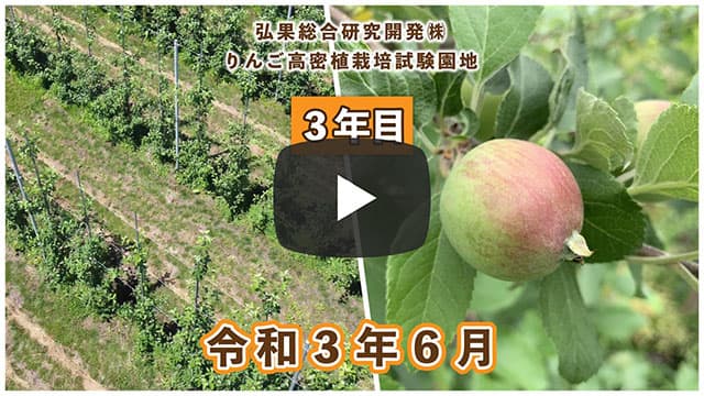 動画　りんご高密植栽培 定植3年目（令和元年6月定植） 令和3年6月 画像