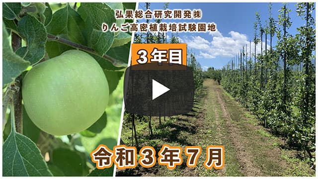 動画　りんご高密植栽培 定植3年目（令和元年7月定植） 令和3年7月 画像