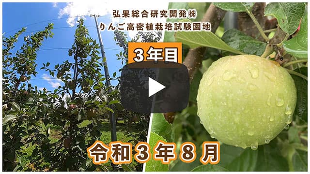 動画　りんご高密植栽培 定植3年目（令和元年8月定植） 令和3年8月 画像