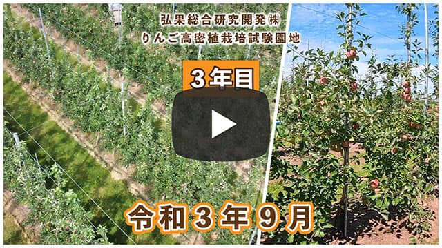 動画　りんご高密植栽培 定植3年目（令和元年9月定植） 令和3年9月 画像