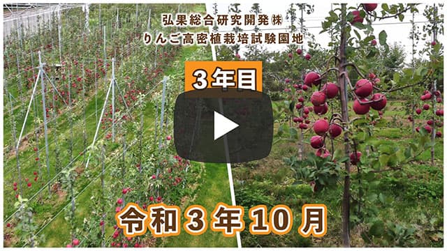 動画　りんご高密植栽培 定植3年目（令和元年10月定植） 令和3年10月 画像