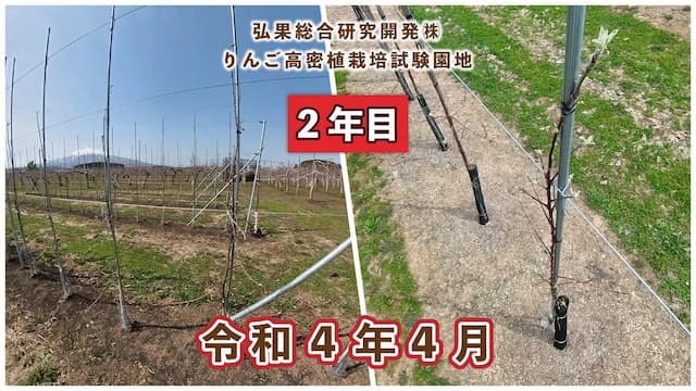 動画　りんご高密植栽培 定植2年目（令和3年4月定植） 令和4年4月 画像