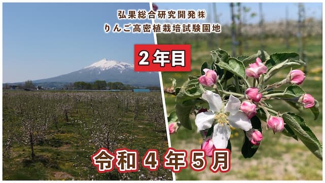 動画　りんご高密植栽培 定植2年目（令和3年5月定植） 令和4年5月 画像