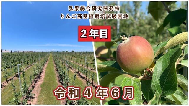 動画　りんご高密植栽培 定植2年目（令和3年6月定植） 令和4年6月 画像