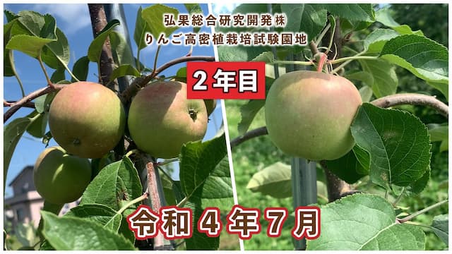 動画　りんご高密植栽培 定植2年目（令和3年7月定植） 令和4年7月 画像