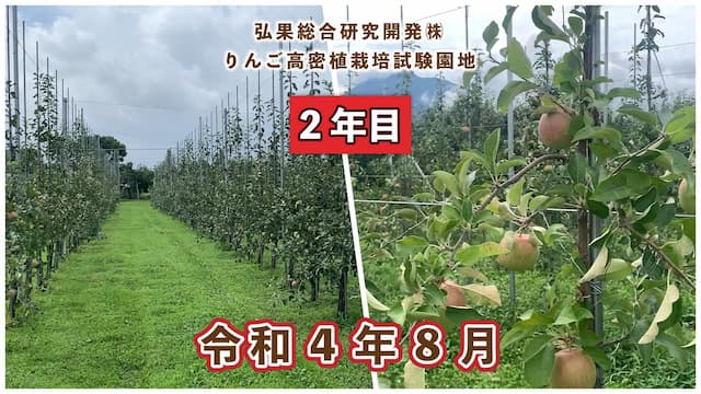 動画　りんご高密植栽培 定植2年目（令和3年8月定植） 令和4年8月 画像