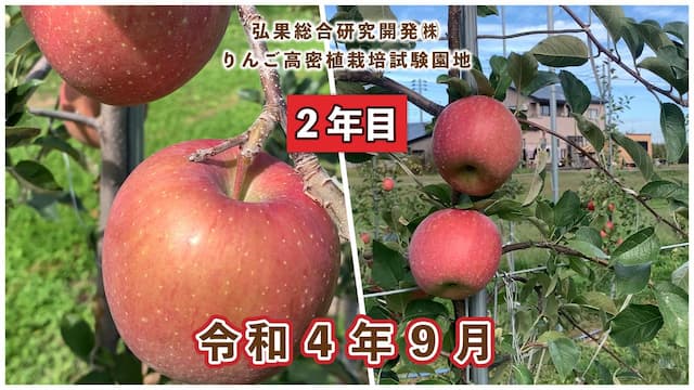 動画　りんご高密植栽培 定植2年目（令和3年8月定植） 令和4年8月 画像