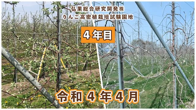 動画　りんご高密植栽培 定植4年目（令和元年4月定植） 令和4年4月 画像