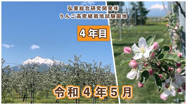 動画　りんご高密植栽培 定植4年目（令和元年5月定植） 令和4年5月 画像