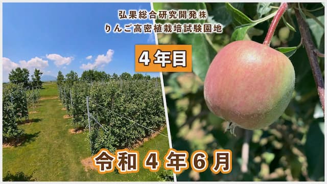 動画　りんご高密植栽培 定植4年目（令和元年6月定植） 令和4年6月 画像