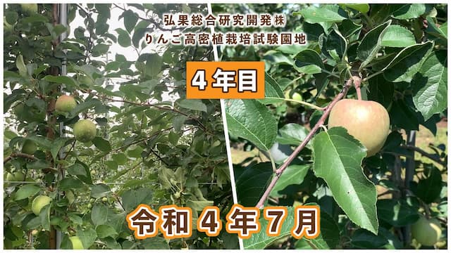 動画　りんご高密植栽培 定植4年目（令和元年7月定植） 令和4年7月 画像