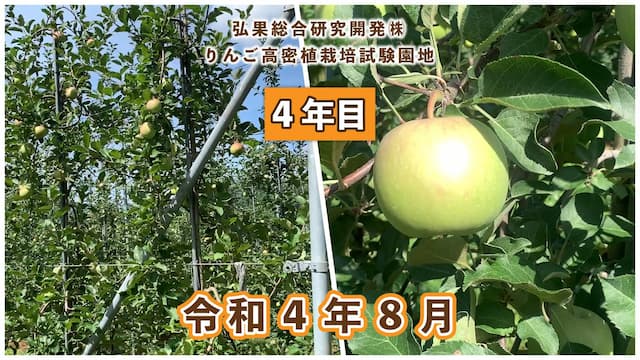 動画　りんご高密植栽培 定植4年目（令和元年8月定植） 令和4年8月 画像