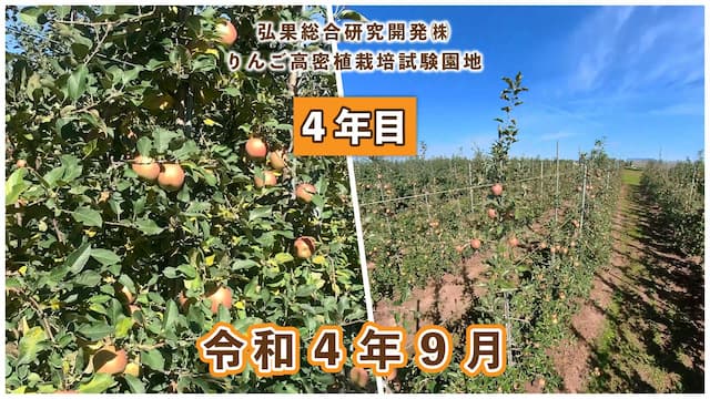 動画　りんご高密植栽培 定植4年目（令和元年8月定植） 令和4年8月 画像