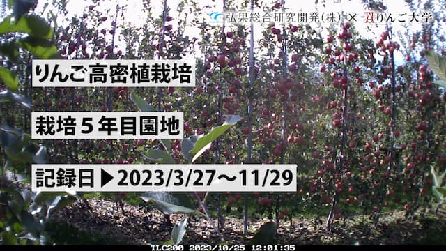 タイムラプス　りんご高密植栽培 5年目　記録日：2023/3/27～11/29 画像