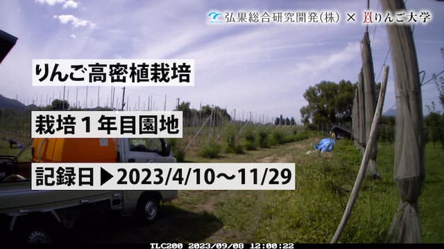 タイムラプス　りんご高密植栽培 1年目　記録日：2023/4/10～11/29 画像