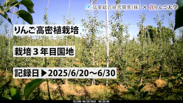タイムラプス　栽培 3年目②　記録日：2025/6/20～6/30 画像