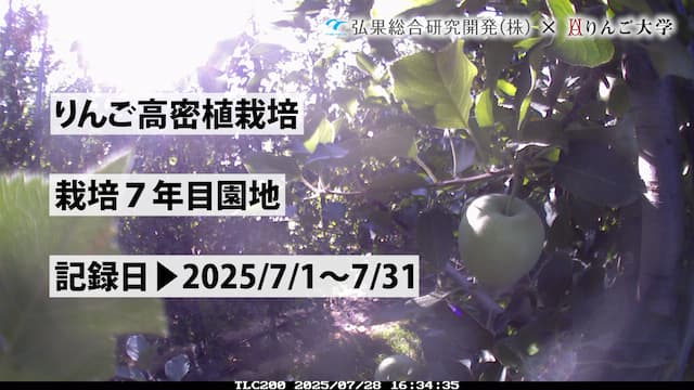 タイムラプス　栽培 7年目③　記録日：2025/7/1～7/31 画像