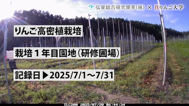 タイムラプス　栽培 1年目（研修圃場）③　記録日：2025/7/1～7/31 画像