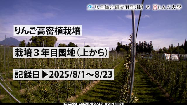タイムラプス　栽培 3年目（上から）④　記録日：2025/8/1～8/23 画像