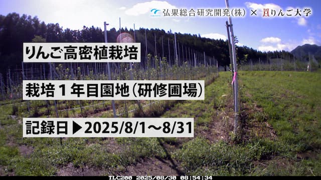 タイムラプス　栽培 1年目（研修圃場）④　記録日：2025/8/1～8/31 画像
