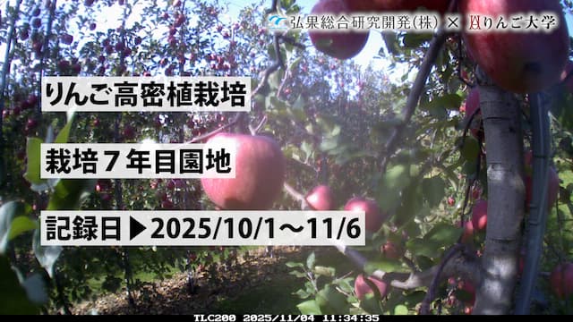タイムラプス　栽培 7年目⑥　記録日：2025/10/1～11/6 画像
