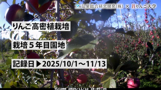 タイムラプス　栽培 5年目⑥　記録日：2025/10/1～11/13 画像