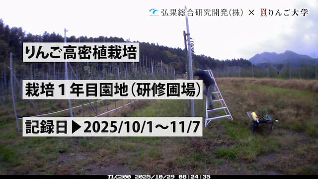 タイムラプス　栽培 1年目（研修圃場）⑥　記録日：2025/10/1～11/7 画像