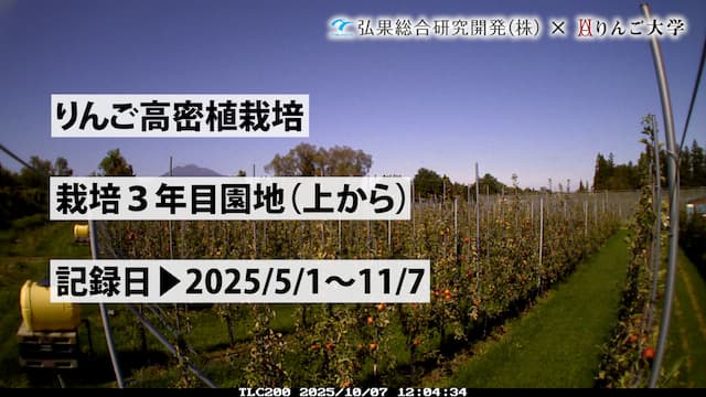 タイムラプス　りんご高密植栽培 3年目（上から）　記録日：2025/5/1～11/7 画像