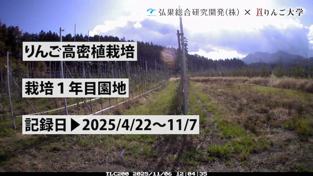 タイムラプス　りんご高密植栽培 1年目　記録日：2025/4/22～11/7 画像