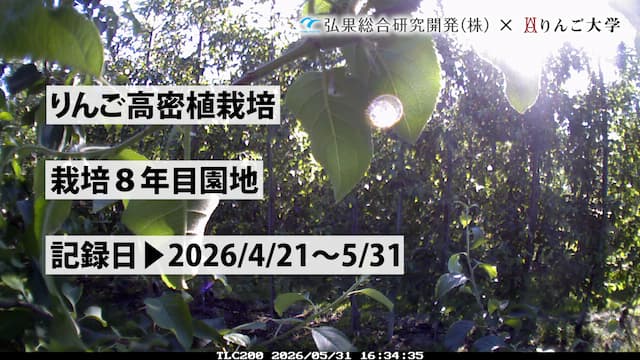 タイムラプス　栽培 8年目【5月】　記録日：2026/4/21～5/31 画像