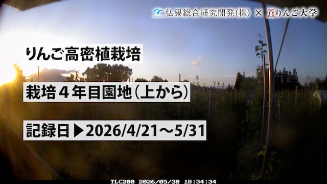 タイムラプス　栽培 4年目(上から)【5月】　記録日：2026/4/21～5/31 画像