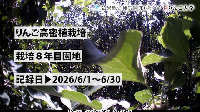 タイムラプス　栽培 8年目【5月】　記録日：2026/4/21～5/31 画像