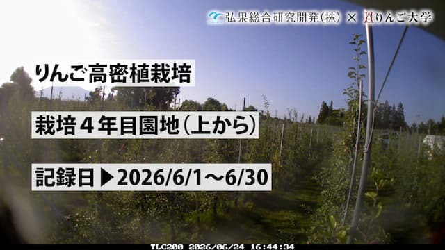 タイムラプス　栽培 4年目(上から)【5月】　記録日：2026/4/21～5/31 画像